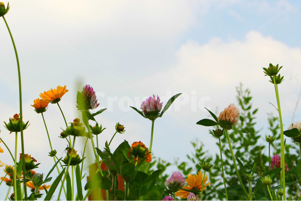감성사진,자연,꽃풍경,풍경사진,색감,flower,sky,summer,nature,color,yellow,purple,하늘,자연,풍경,nature,landscape,식물,plants,꽃,flower,plant