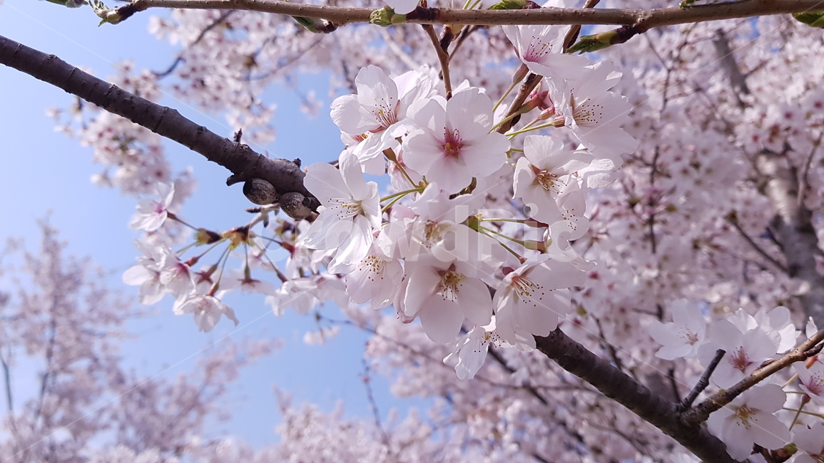 봄,봄꽃,벚꽃,벚꽃축제,spring,cherryblossom,봄,계절,spring,season,plant,식물,blossom,꽃,cherry blossom,flower
