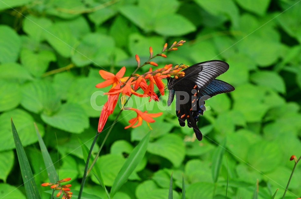 plant,식물,blossom,flower,꽃,애기범부채,나비,호랑나비