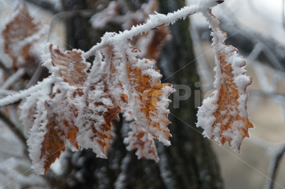 겨울,겨울산,낙엽,눈꽃,북한산,겨울,계절,winter,season,식물,자연,plants,nature