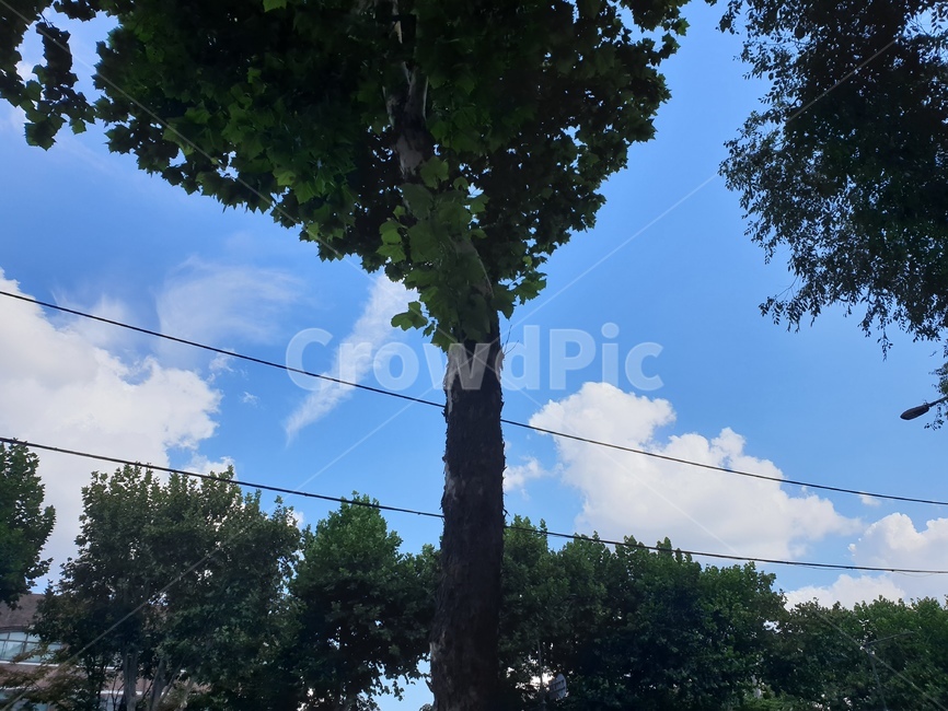 나무,구름,하늘,식물,tree,자연,풍경,nature,landscape,plant