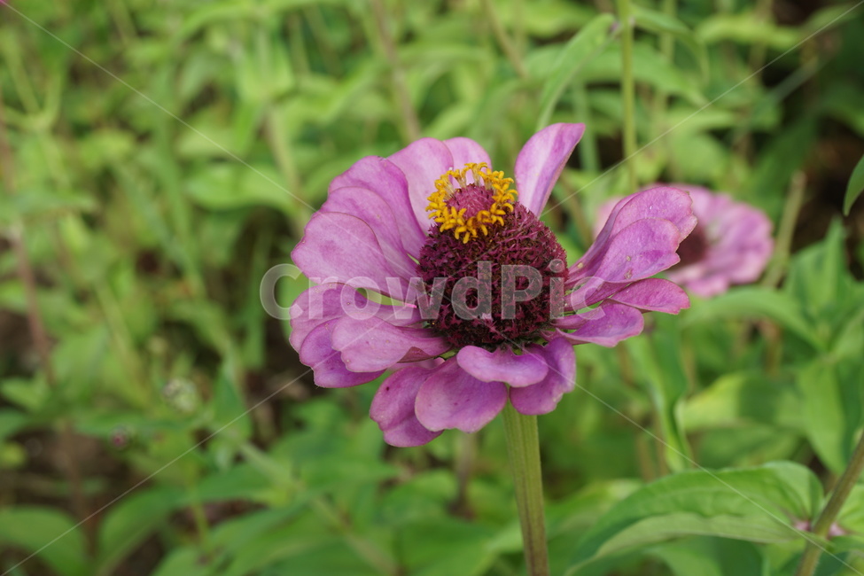 꽃,flower,blossom,꽃밭,식물,plant,pollen,식물,자연,plants,nature,꽃,flower