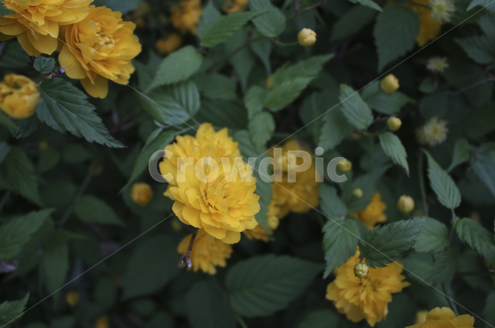 plant,식물,leaf,잎,spring,봄,yellow,노란,flower,blossom,꽃,yellowflower,노란꽃