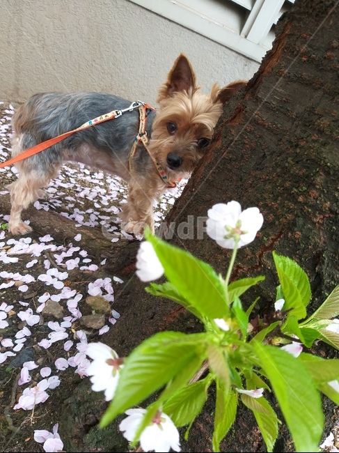 Yorkie Yorkshire Terrier,Cute puppy,Pets,poop puppy,cutie,puppy,mammal,Doggo,animal,bowwow,doggy,Dog,pet dog,mammalia,dog,walk