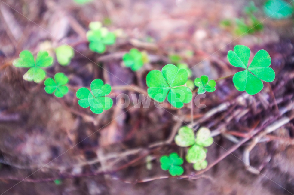 세잎클로버,클로버,크로바,clover,풀잎,식물,자연,plants,nature