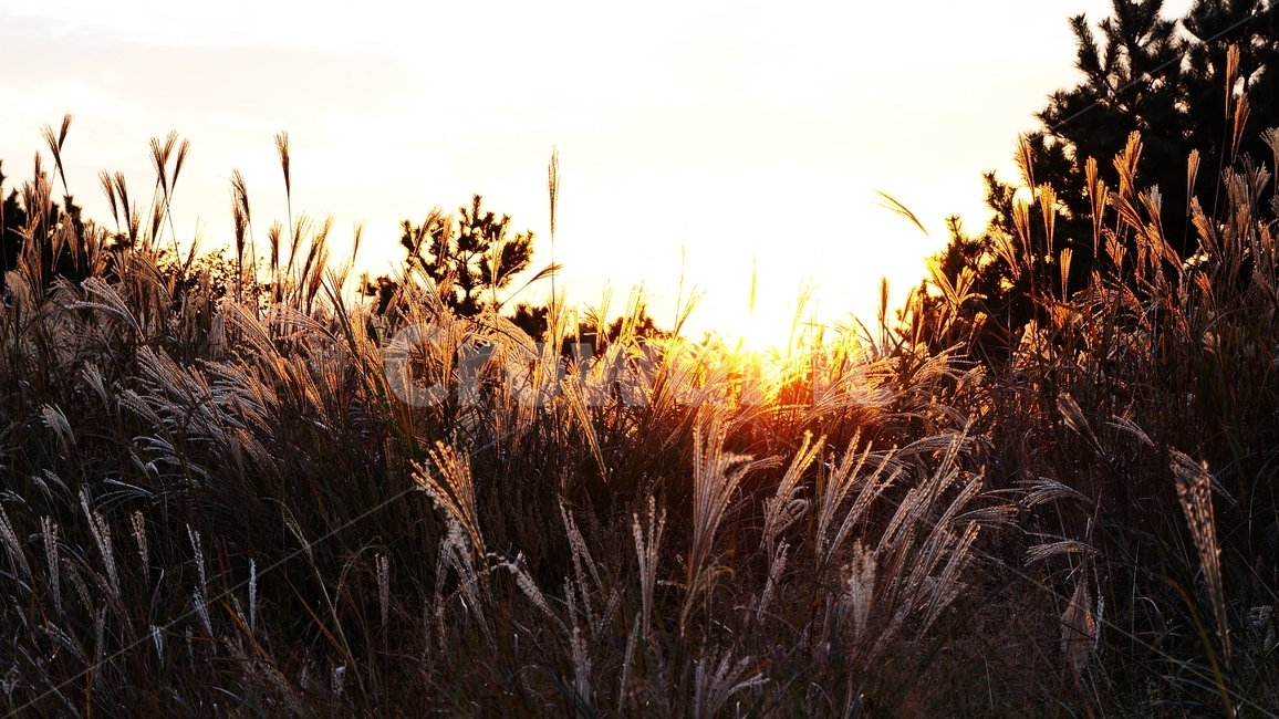 가을,억세,억세풀,가을산,가을풍경,자연,풍경,nature,landscape,grass,잔디,plant,식물,lawn,reed,갈대