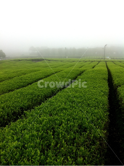 녹차밭,여행,감성,분위기,풍경,자연,풍경,nature,landscape,산업,industry,industrial,농업,농사,agriculture,farming,farming industry,field,들,outdoors,옥외,vegetation,초목,plant,식물,grassland,목초지