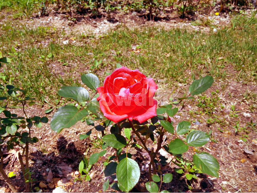 장미,장미꽃,꽃,빨강장미,자연,식물,자연,plants,nature,꽃,flower