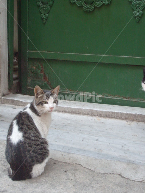 고양이,길고양이,문,녹색,돌