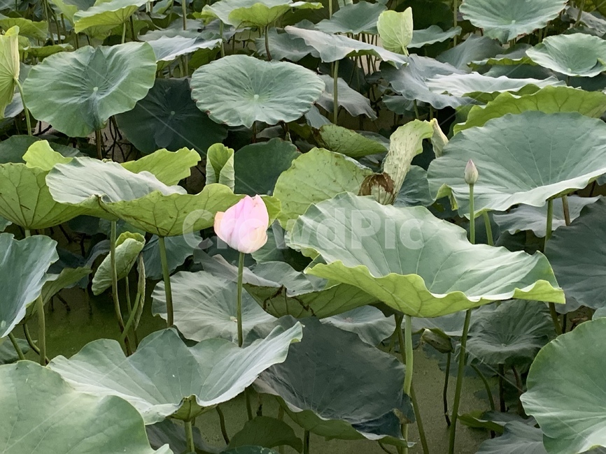 plant,식물,연꽃,연잎,꽃,blossom