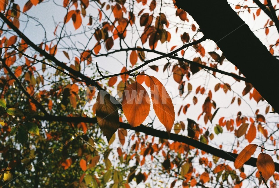 단풍,단풍잎,단풍나무,나뭇잎,하늘,가을색,가을,fall,autumn,계절,season,자연,나무,빨강,초록,식물,빛,햇빛,가을,계절,fall,autumn,season,식물,자연,plants,nature,leaf,잎,plant
