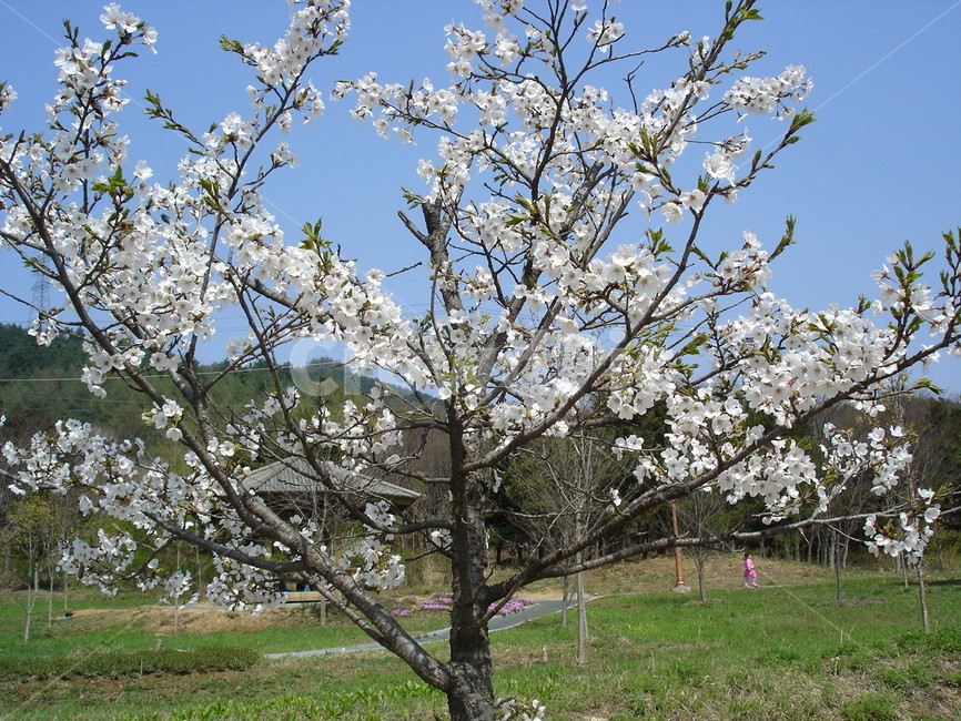 하얀꽃,나무,벚나무,작은나무,tree,식물,자연,plants,nature,꽃,flower,나무,trees,wood