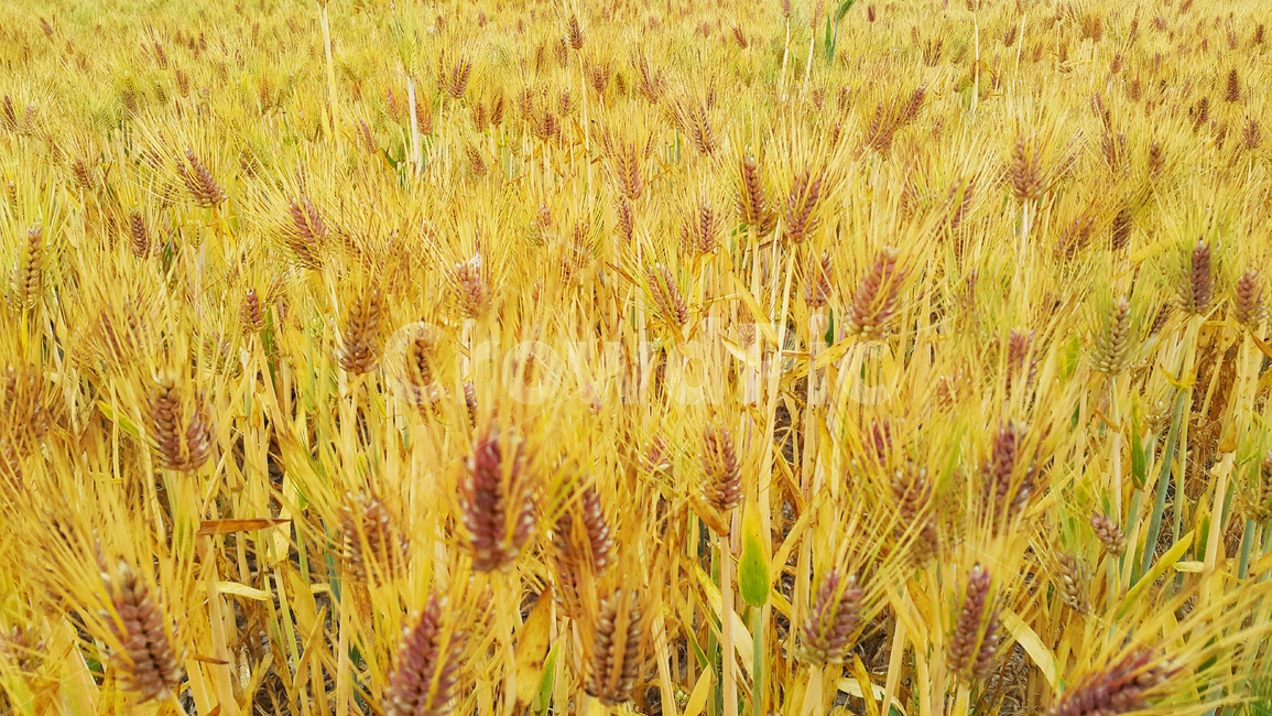 보리,이삭,보리밭,밭,작물,곡식,곡물,잎,plant,식물,grain,produce,식물,자연,plants,nature