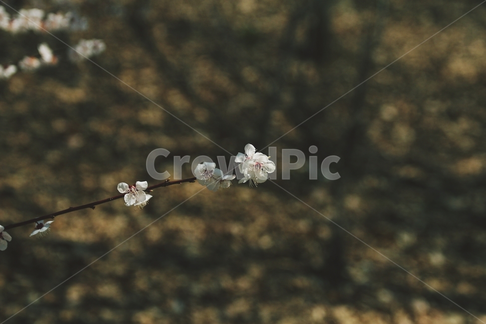 flower,blossom,plant,꽃,식물