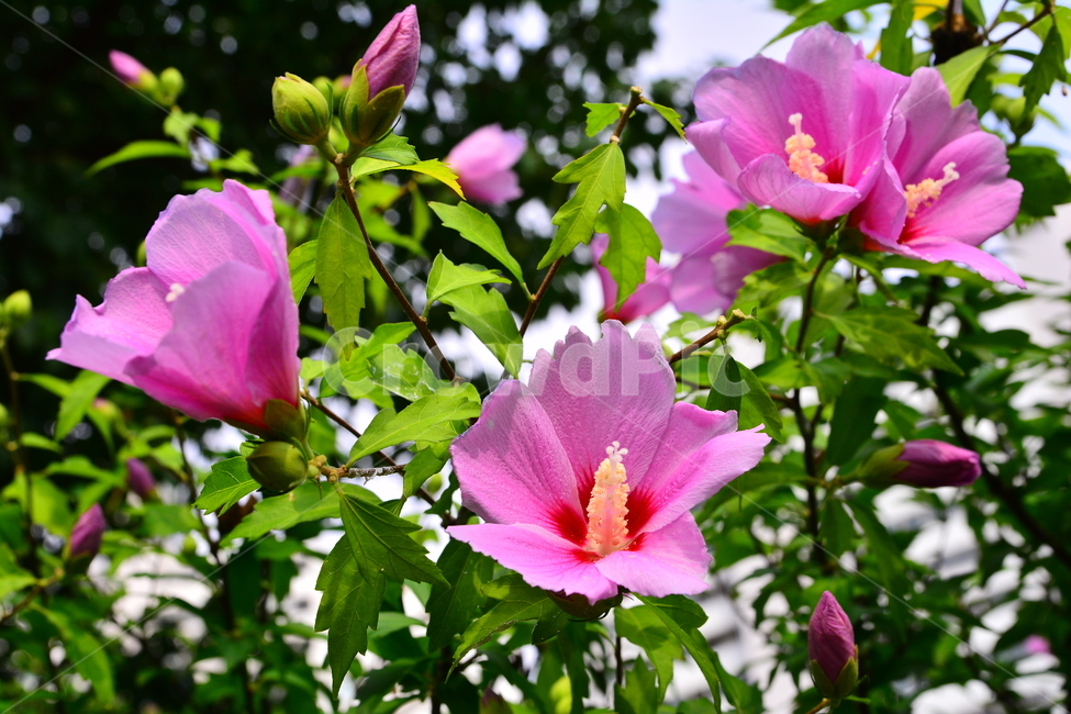 무궁화,나라꽃,꽃,우리꽃,국화,분홍색,핑크색,배경,바탕,백그라운드,flowers,korean,mugunghwa,roseofsharon,hibiscus,식물,나무꽃,아름다움,꽃송이,꽃잎,잎사귀,우리나라꽃,nationalflower,background,plant,blossom,한국적