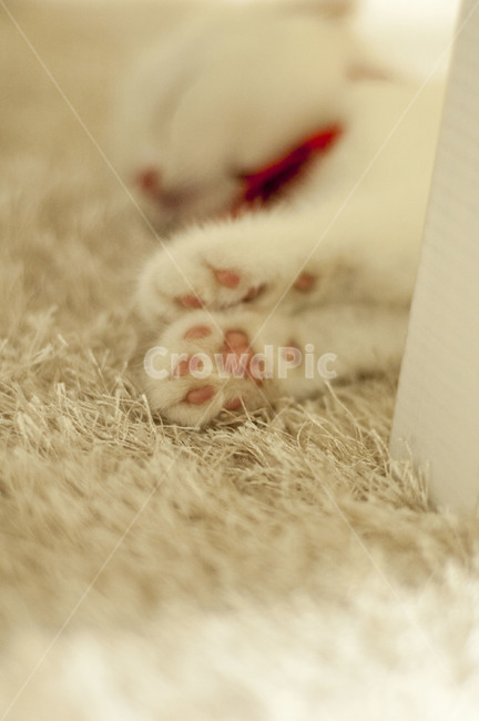 고양이,흰색고양이,하얀고양이,아기고양이,고양이발,동물,animal,포유류,mammal,고양이,cat,kitten,kitty