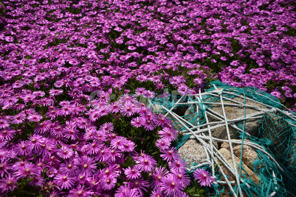 꽃,예쁜,색갈,색감,꽃들,빛감,보라색,보라빛,자주색,자주빛,식물,자연,plants,nature,꽃,flower