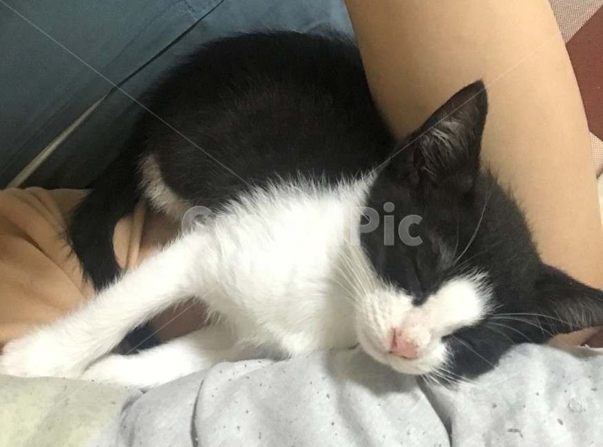 pet,애완동물,animal,cat,고양이