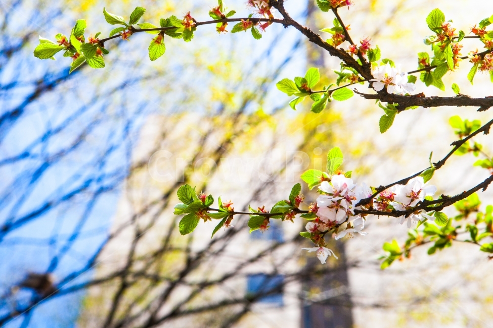 벚꽃,봄,풍경,감성,스냅,봄,계절,spring,season,식물,자연,plants,nature,꽃,flower,plant