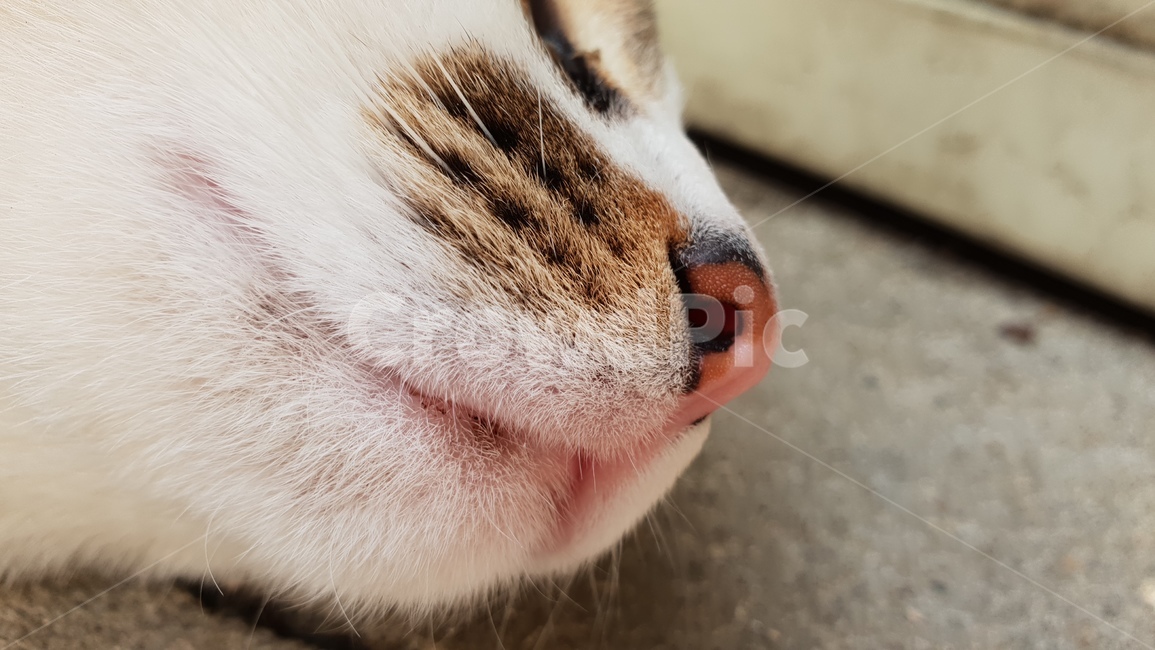 고양이,콧등,클로즈업,수염,입술,귀여운동물,냥이,동물,animal,포유류,mammal,고양이,cat,kitten,kitty