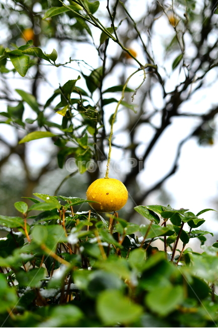 제주도,겨울,감귤나무,과일,식물,food,과일,열매,fruit,농업,농사,agriculture,farming,farming industry