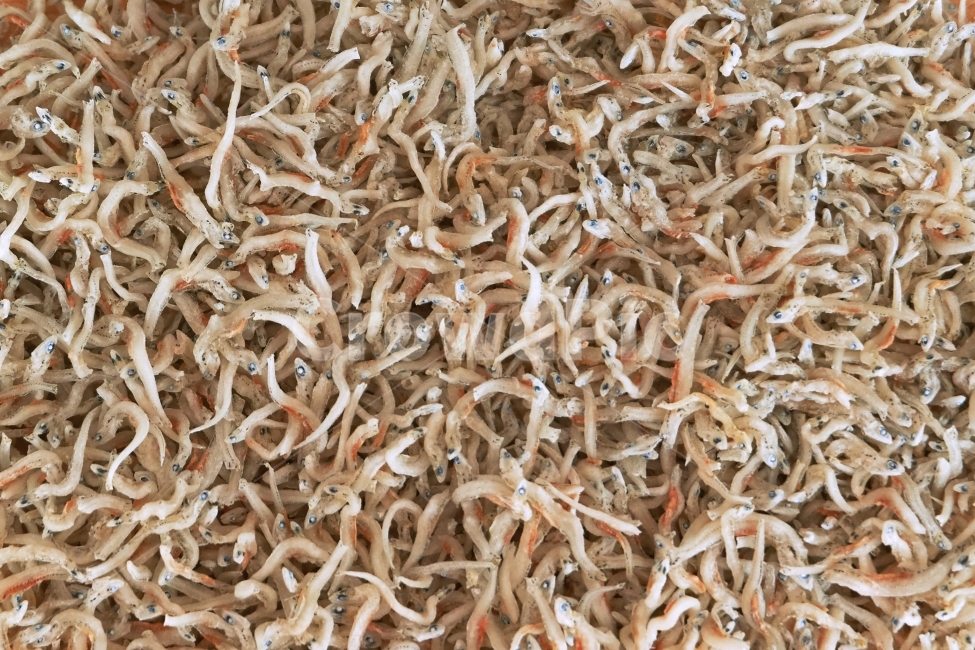 멸치,반찬,수산,생선,어류,건어물,작은,마른,한국,아시아,해물,해산물,물고기,어부,바다,음식,식재료,요리,food,cook,meal,dishes,food reserves,수산물,해산물,fishery products,seafood
