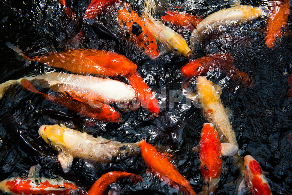 잉어,연못,물고기,비단잉어,fish