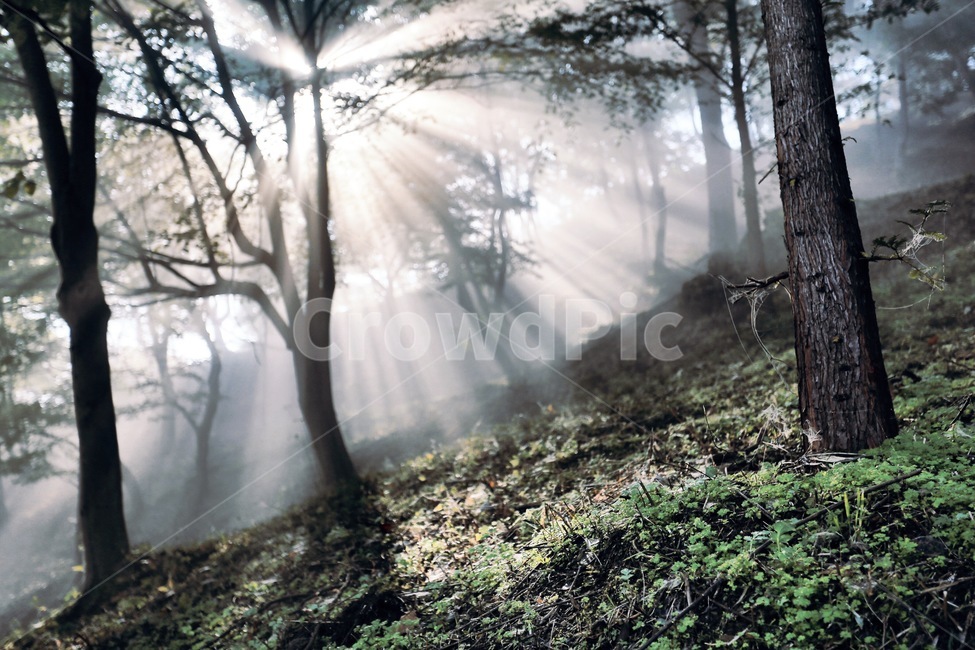 소나무,빛내림,빛,산,새벽,새벽산,자연,풍경,nature,landscape,light,flare,플레어,sunlight,햇빛