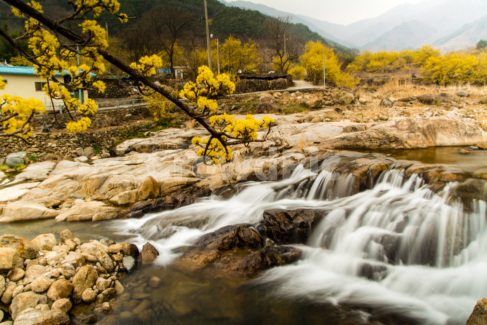 구례,산수유,봄,꽃,아름다운,풍경,봄,계절,spring,season,자연,풍경,nature,landscape,한국자연풍경,한국자연경관,korea nature landscape,water,물,outdoors,옥외,river,강