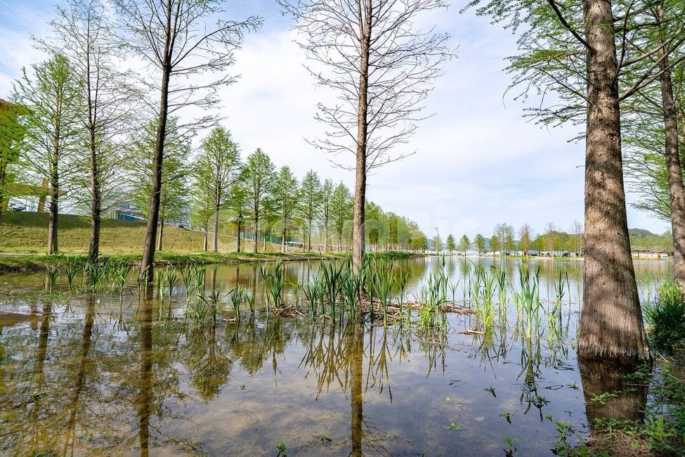 담양,메타세콰이어,메타세콰이어길,풍경,자연,나무,호수,자연,풍경,nature,landscape,한국자연풍경,한국자연경관,korea nature landscape,outdoors,옥외,land,땅,water,물