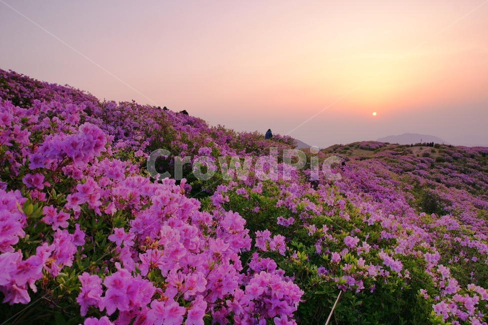 황매산,철쭉,합천군,일출,풍경,봄,계절,spring,season,자연,풍경,nature,landscape,한국자연풍경,한국자연경관,korea nature landscape,blossom,꽃,plant,식물,flower,geranium,제라늄