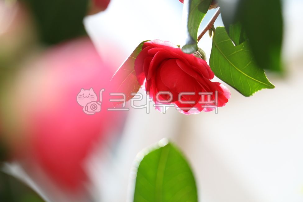 spring,petal,Brightness,camellia flower,leaf,flower