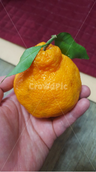 한라봉,과일,나뭇잎,껍질,열매