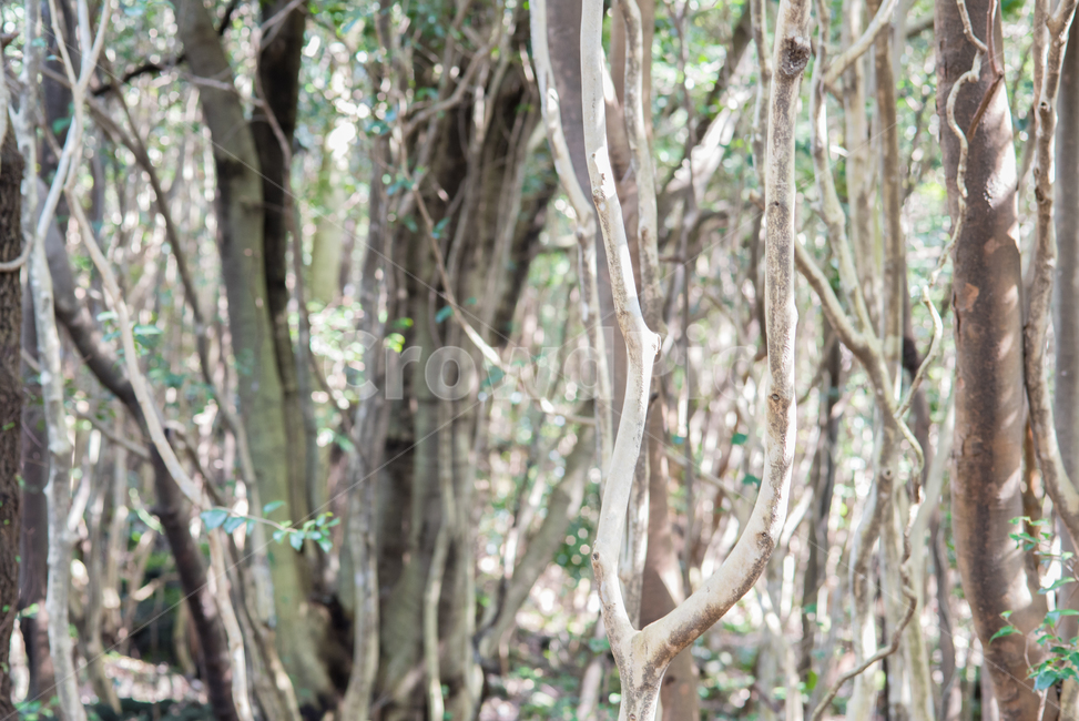 숲,나무,숲속안개,숲내음,숲의합창,자연,풍경,nature,landscape,tree,plant,식물,tree trunk,나무 줄기