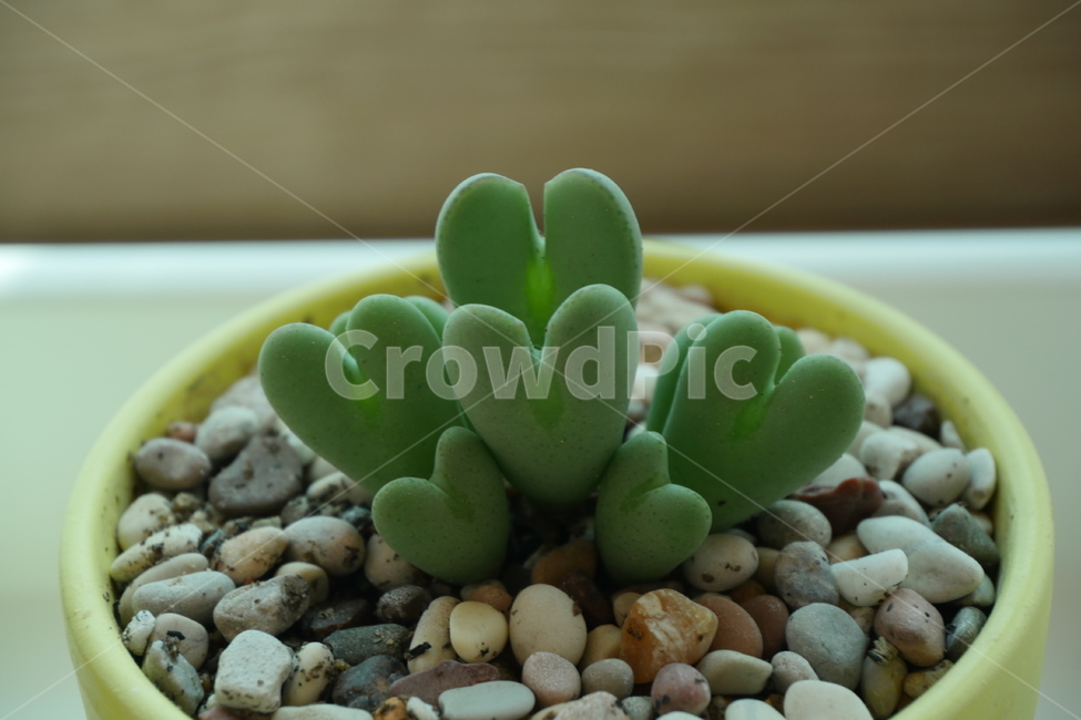 식물,사랑,하트,화분,love,녹색,식물,자연,plants,nature,실내용화초,화분,화초,house plant