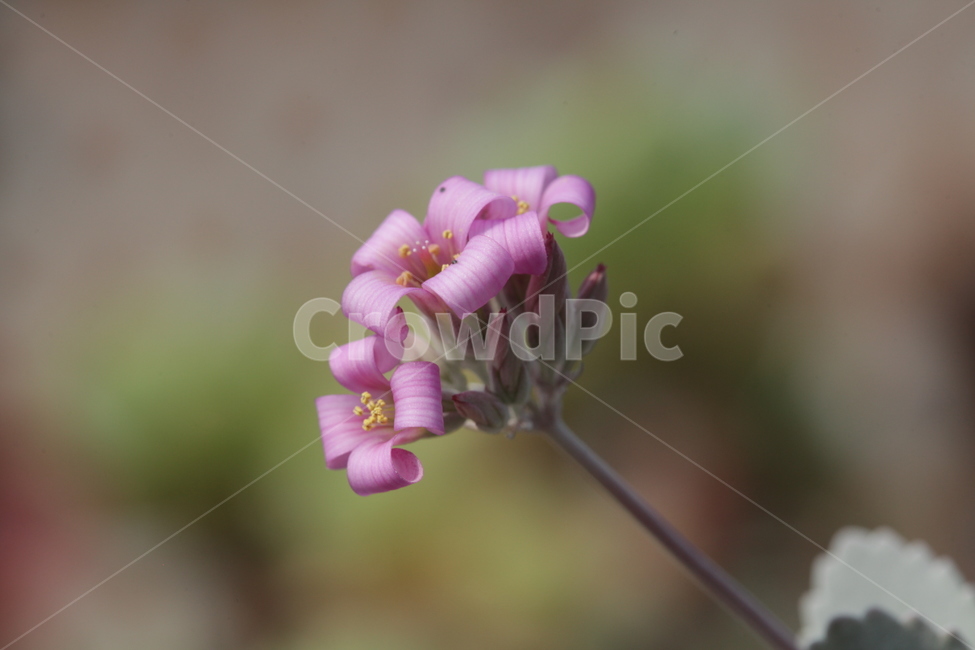 백운모,요염,자태,아름다운,사랑,식물,자연,plants,nature,꽃,flower