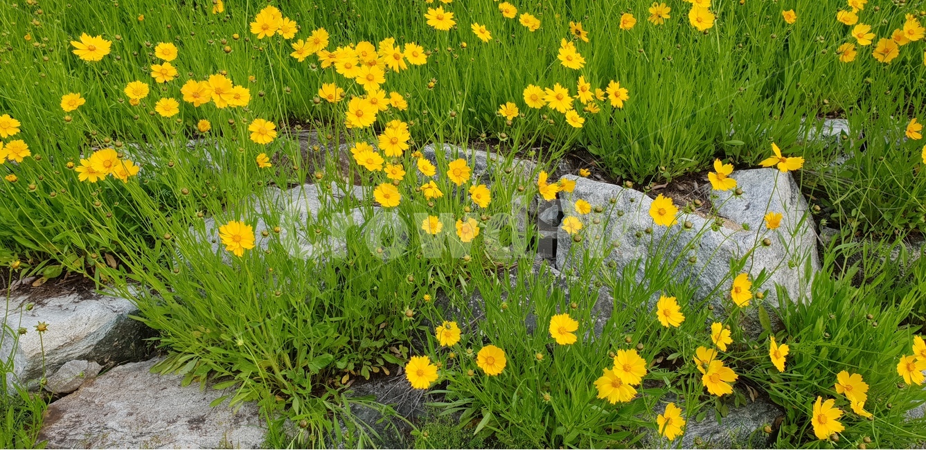 금계국,노랑,봄,풍경,맑음,봄,계절,spring,season,식물,자연,plants,nature,꽃,flower,plant,vase,병 장식,potted plant,화분,pottery,도기류,jar,항아리,outdoors,옥외,grassland,목초지,field,들