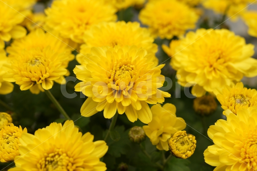 국화,꽃,플라워,국화꽃,정원,배경,백그라운드,가을,국화차,장례식,추모,공원,아름다운,피다,확대,식물,화려한,노랑,자주,핑크,보라,들꽃,자연,식물,자연,plants,nature,꽃,flower