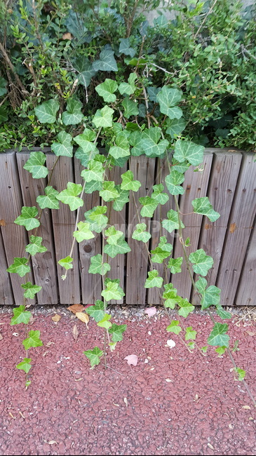 자연,식물,덩굴,덩굴식물,담쟁이,낙엽,식물,자연,plants,nature