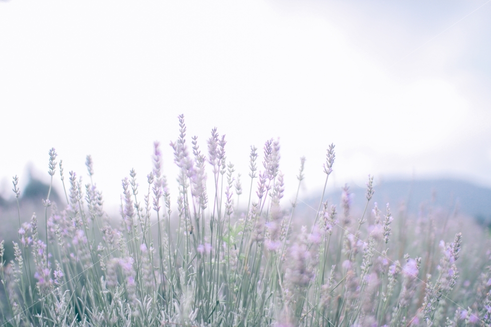 라벤더,lavender,flower,제주도,꽃,꽃밭,여행지,보롬왓,라벤더밭,여행,보라,보라색,purple,색감,분위기,따뜻,제주,jeju,jejuisland,travel,travelphoto,식물,자연,plants,nature,꽃,flower,감성,sensible,feeling