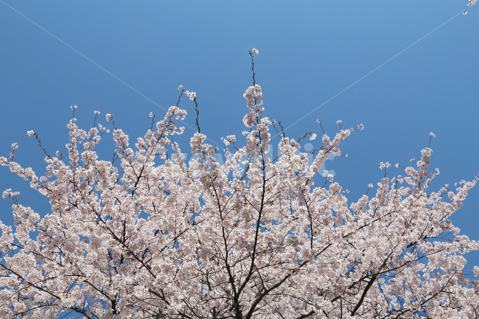 사쿠라,cherryblossom,봄,꽃,봄꽃,벚꽃