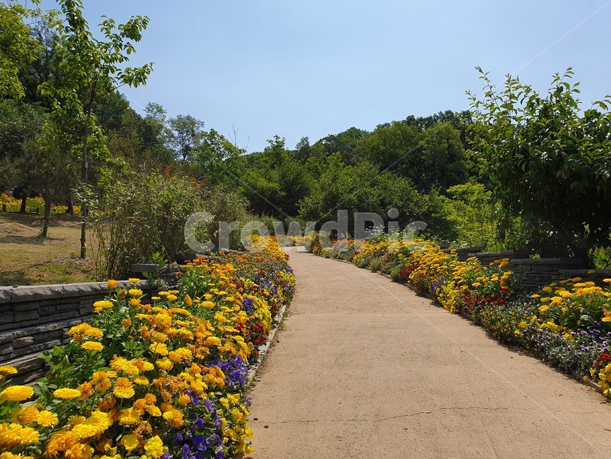 plant,식물,꽃,flower,꽃길,길,road,나무,풀,tree,자연,자연,풍경,nature,landscape