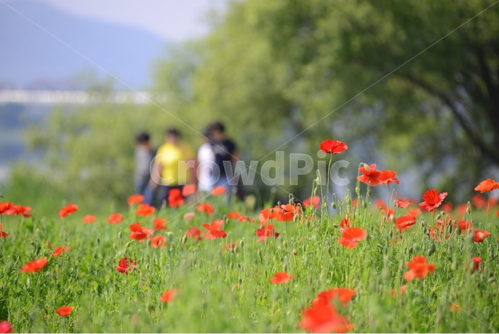 자연,풍경,꽃양귀비,꽃,빨강,초록,물의정원,nature,landscape,봄,red,green,식물,자연,plants,nature,꽃,flower,사람들,대중,군중,other people,crowd