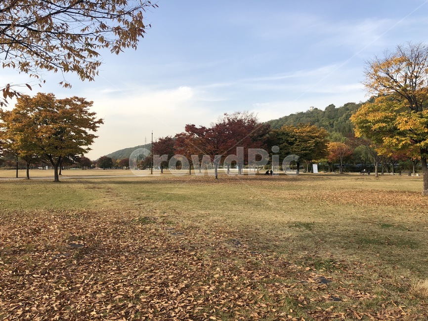 공원,park,plant,식물,grass,잔디,tree,나무,단풍,자연