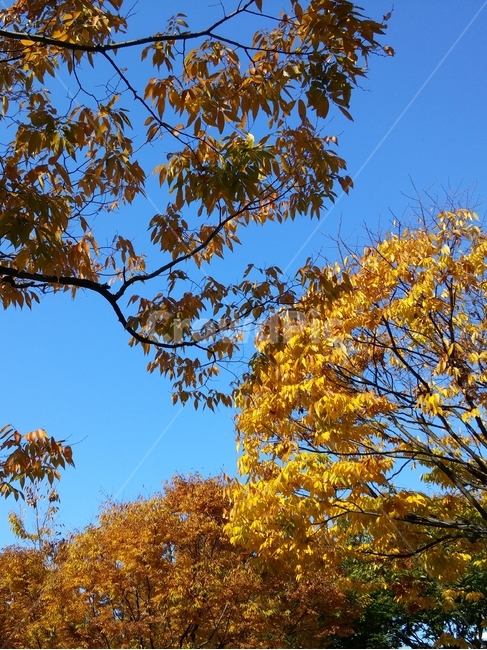 tree,나무,plant,식물,가을,단풍,나뭇잎,잎,나뭇가지,계절,푸른하늘,skt,blue,yellow,autumn,fall,가을,계절,fall,autumn,season