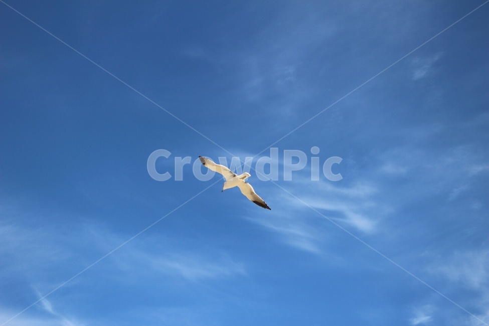 갈매기,바다,여름,하늘,바닷가,동물,animal,조류,새,birds