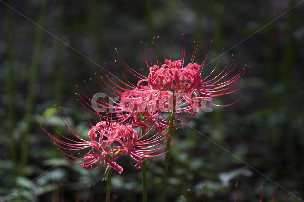꽃무릇,상사화,꽃,식물,자연,여름,배경,식물,자연,plants,nature,꽃,flower