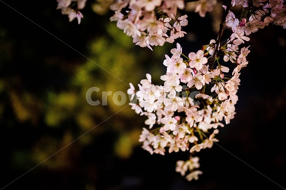 벚꽃,야간벚꽃,밤벚꽃,벚꽃나무,운천저수지,벚꽃놀이,봄,계절,spring,season,plant,식물