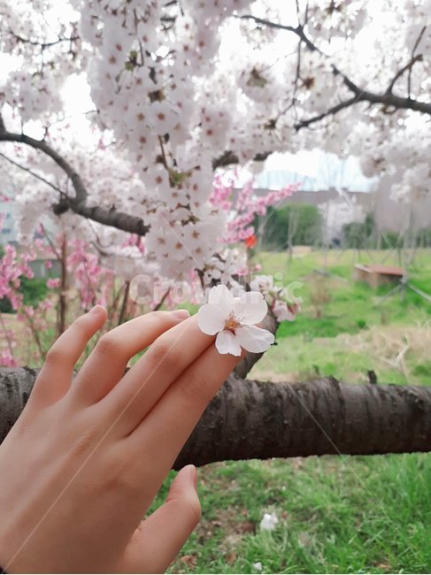 봄,벚꽃,손,벚꽃잎,공원,봄,계절,spring,season,꽃,flower,사람,인물,인간,human,person,신체일부,몸,body,plant,식물