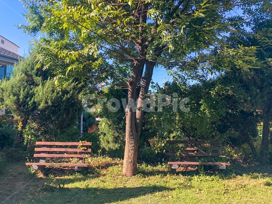 나무,여유,따스함,늦여름,햇빛,여름,계절,summer,season,식물,자연,plants,nature,나무,trees,wood,휴식,힐링,rest,relaxation,healing,tree,plant,tree trunk,나무 줄기